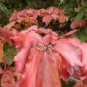 Parrotia persica feuille automne